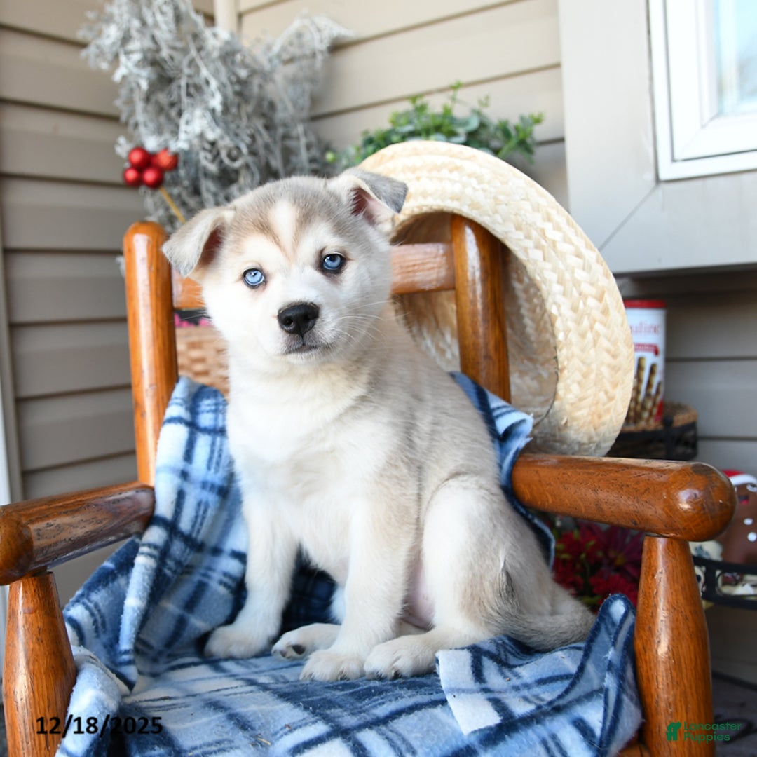 Alaskan Klee Kai dogs for sale: Icelyn - Ad 2