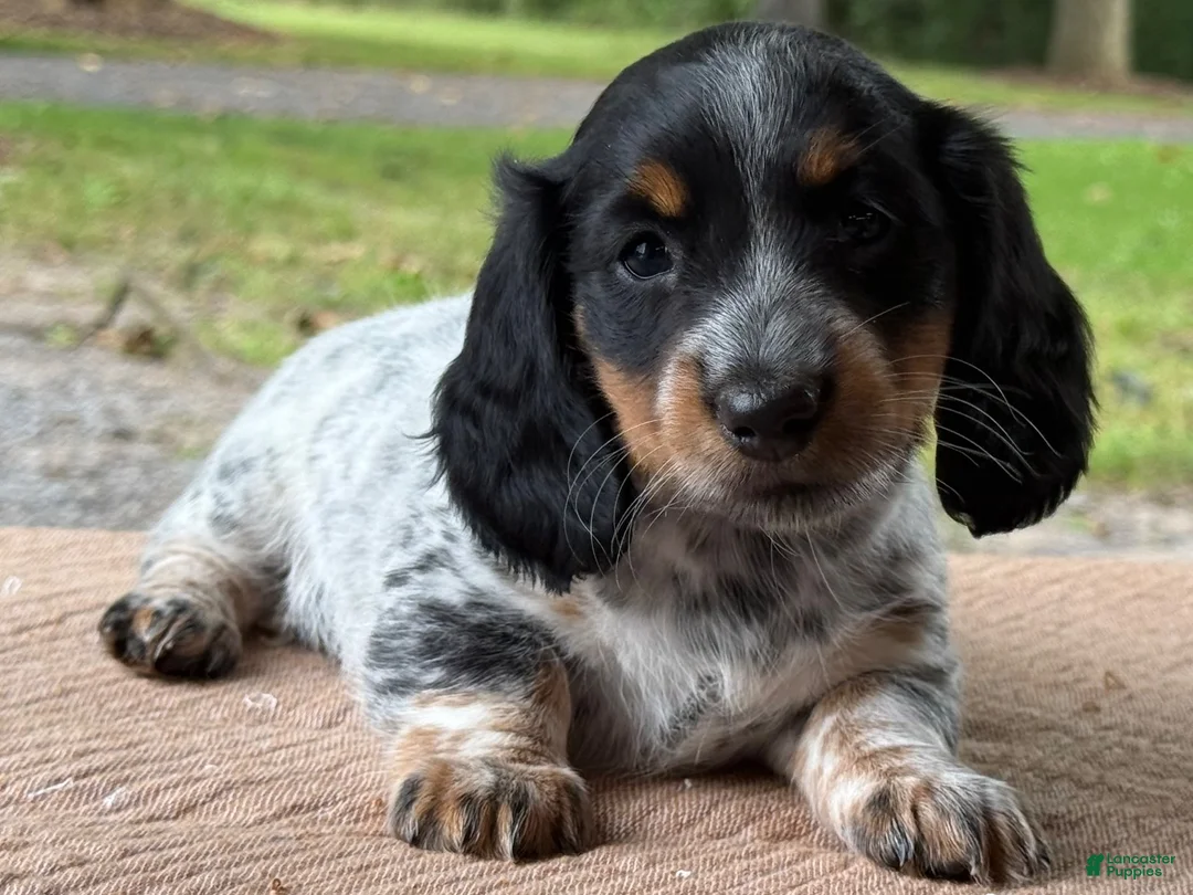 Miniature Dachshund dogs for sale: Ivy - Ad 5