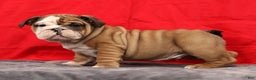 English Bulldog dogs for sale: Kenny - Ad 3
