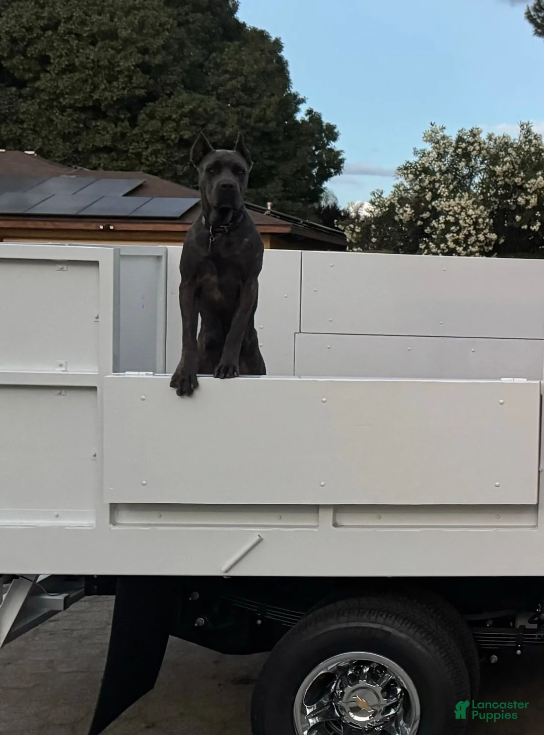 Mixed Breed dogs for sale: Mixed Breed 5 - Ad 4