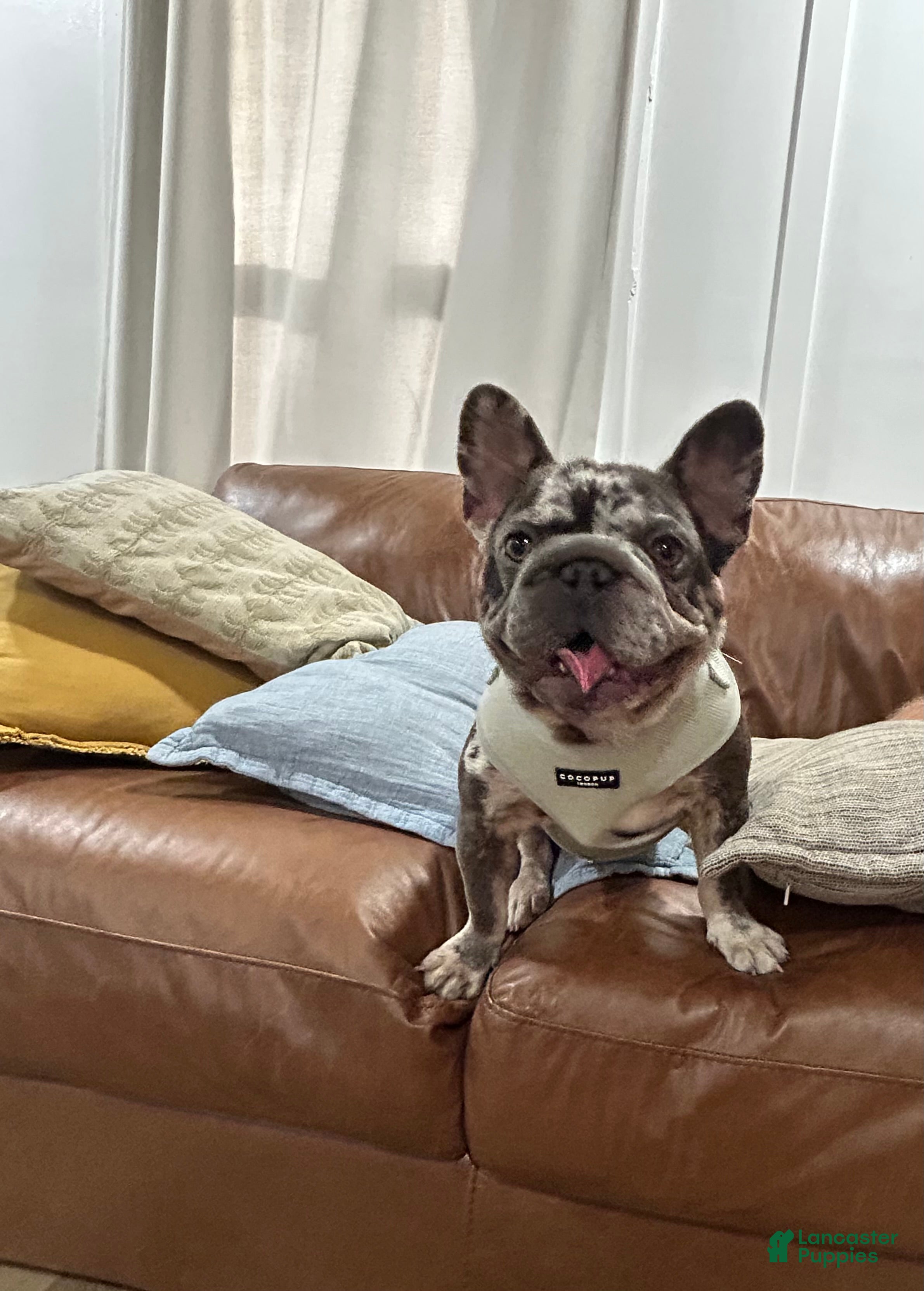 French Bulldog dogs French Bulldog 1 - Ad 39
