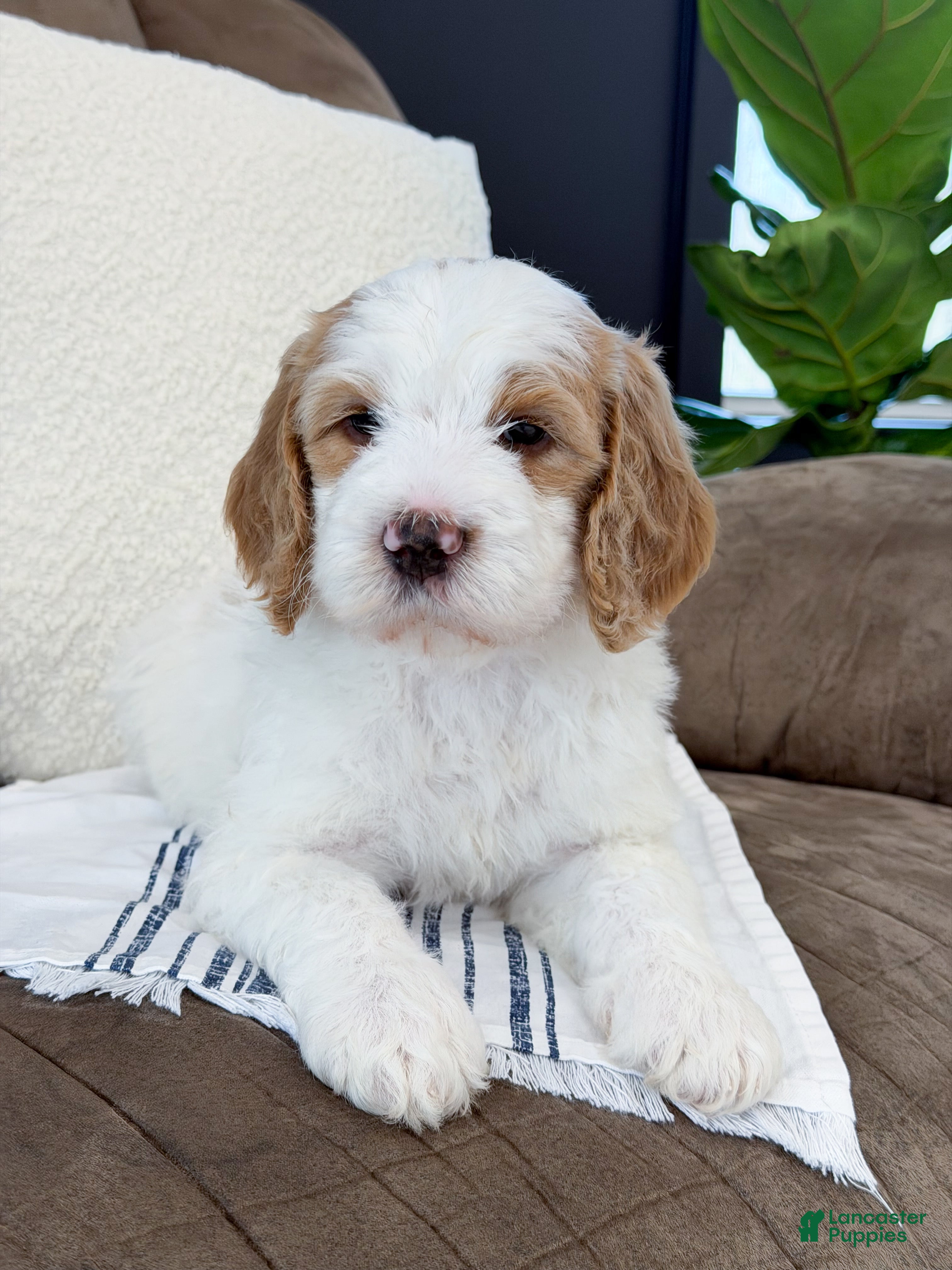 Goldendoodle dogs Knox - Ad 1