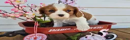 Cavalier King Charles Spaniel dogs for sale: Dakota - Ad 8