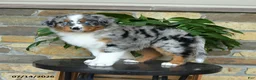 Australian Shepherd dogs for sale: Melody - Ad 3