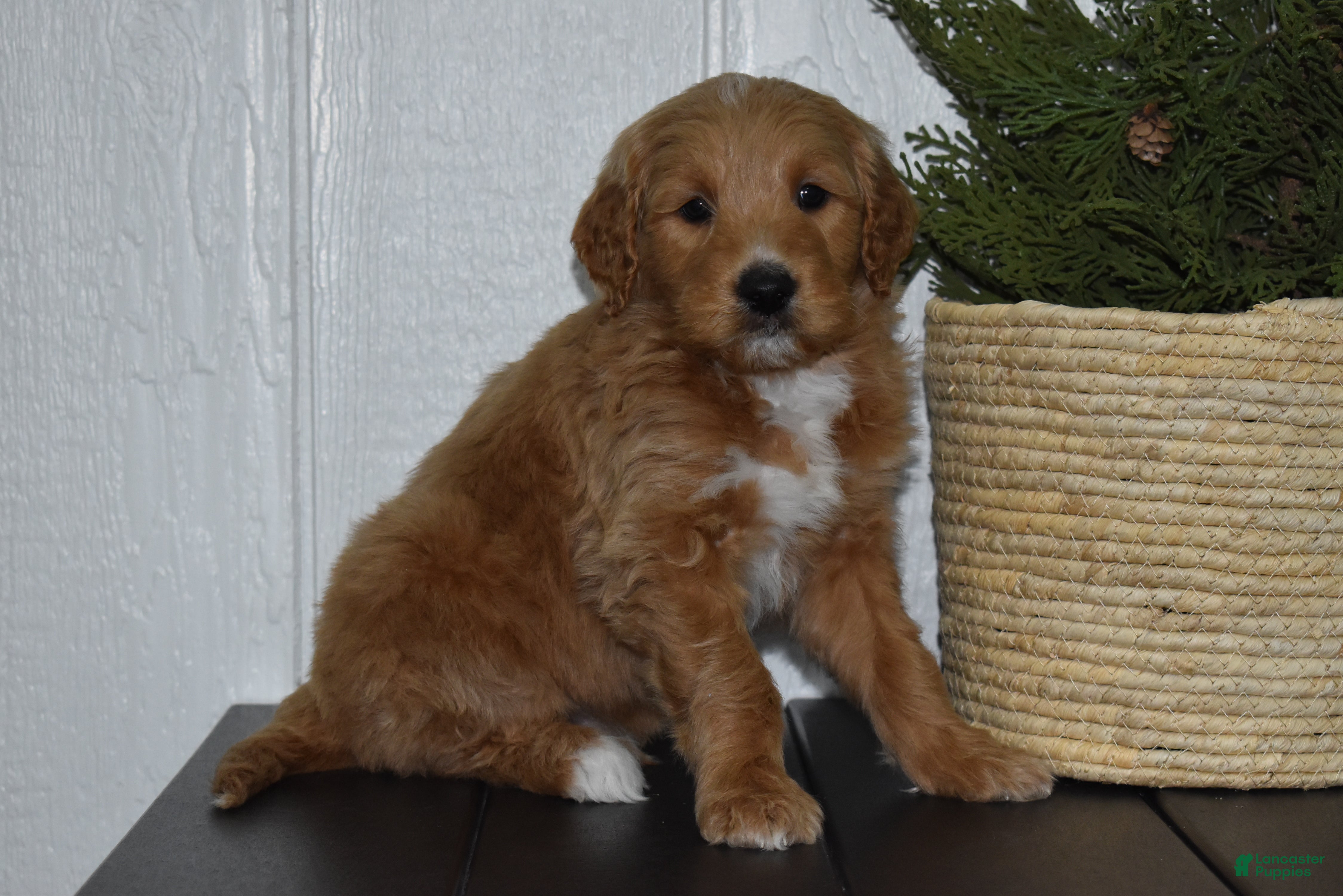 Goldendoodle dogs Turbo - Ad 30