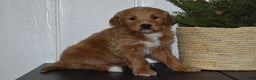 Goldendoodle dogs for sale: Turbo - Ad 1
