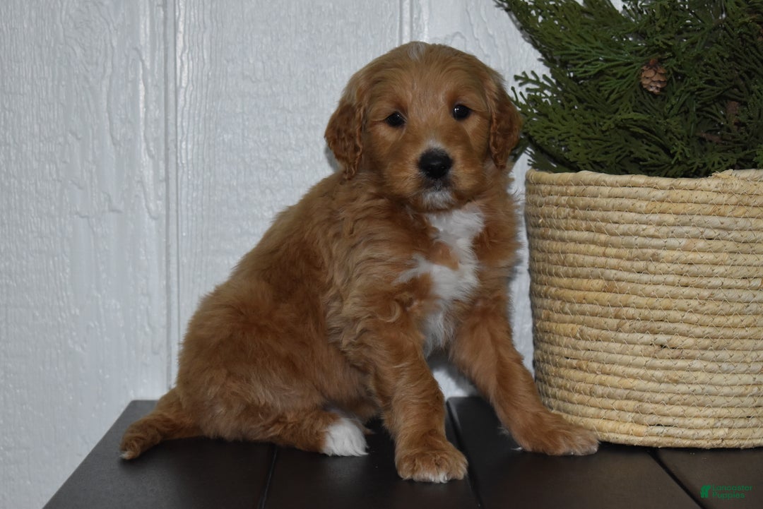 Goldendoodle dogs for sale: Turbo - Ad 1