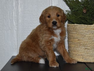Goldendoodle dogs for sale: Turbo - Ad 4