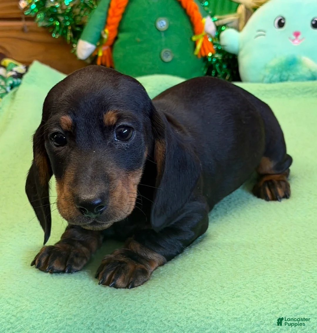Dachshund dogs for sale: Rolo - Ad 2