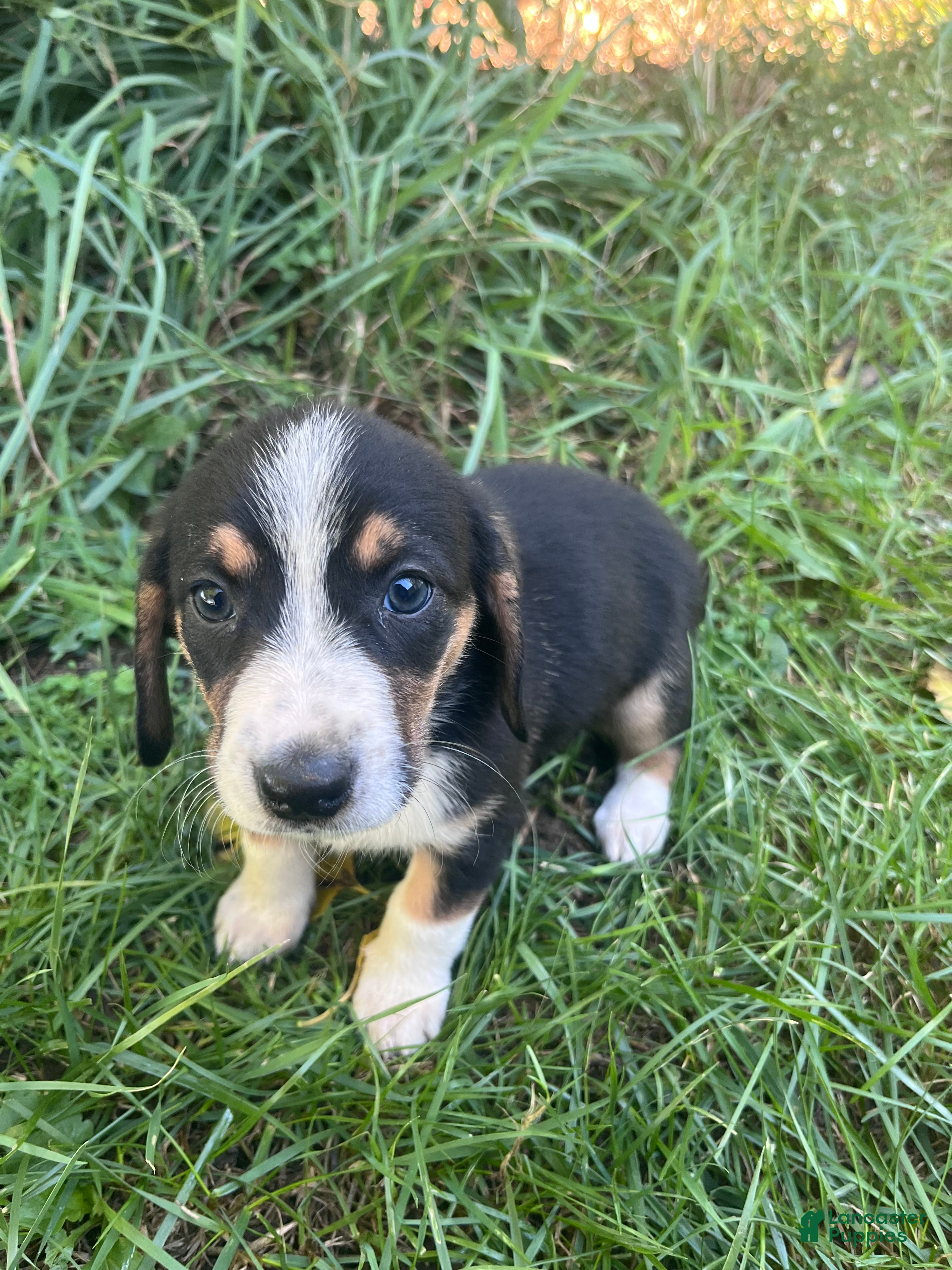 Mixed Breed dogs Female #6 - Ad 26