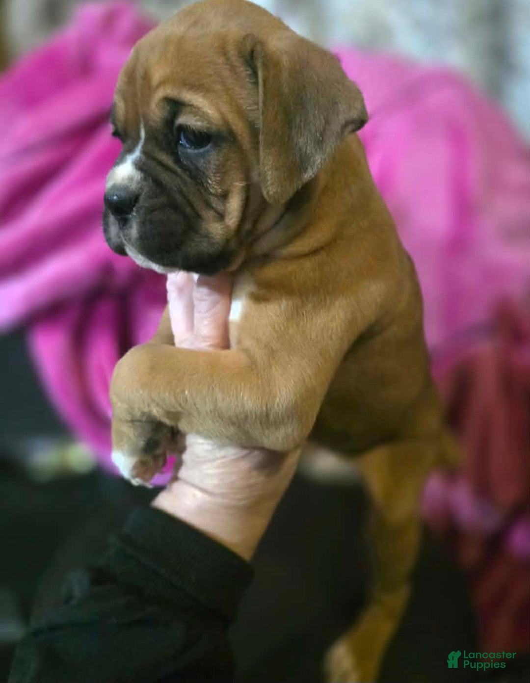 Boxer dogs for sale: Laney - Ad 3