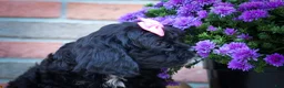 Cavapoo dogs for sale: BELLA - Ad 7