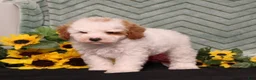 Miniature Poodle dogs for sale: Yale - Ad 5
