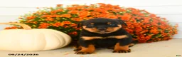 Rottweiler dogs for sale: Prudence - Ad 2