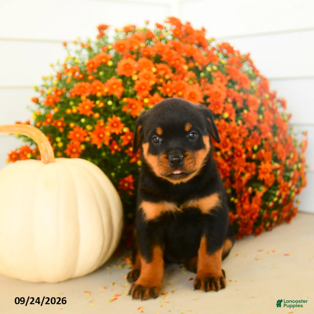 Rottweiler dogs for sale: Prudence - Ad 2