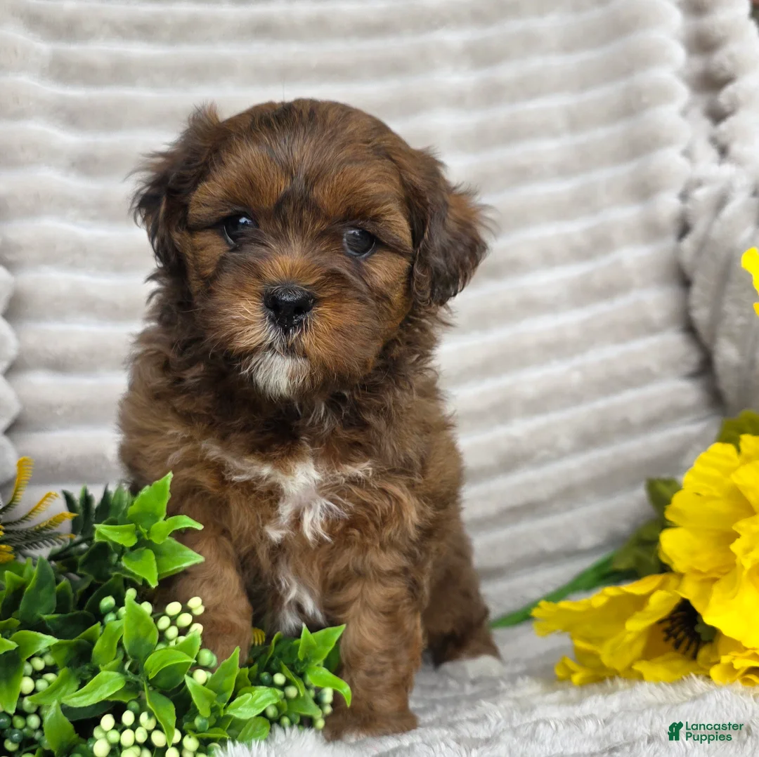 Shihpoo dogs for sale: Carli - Ad 1