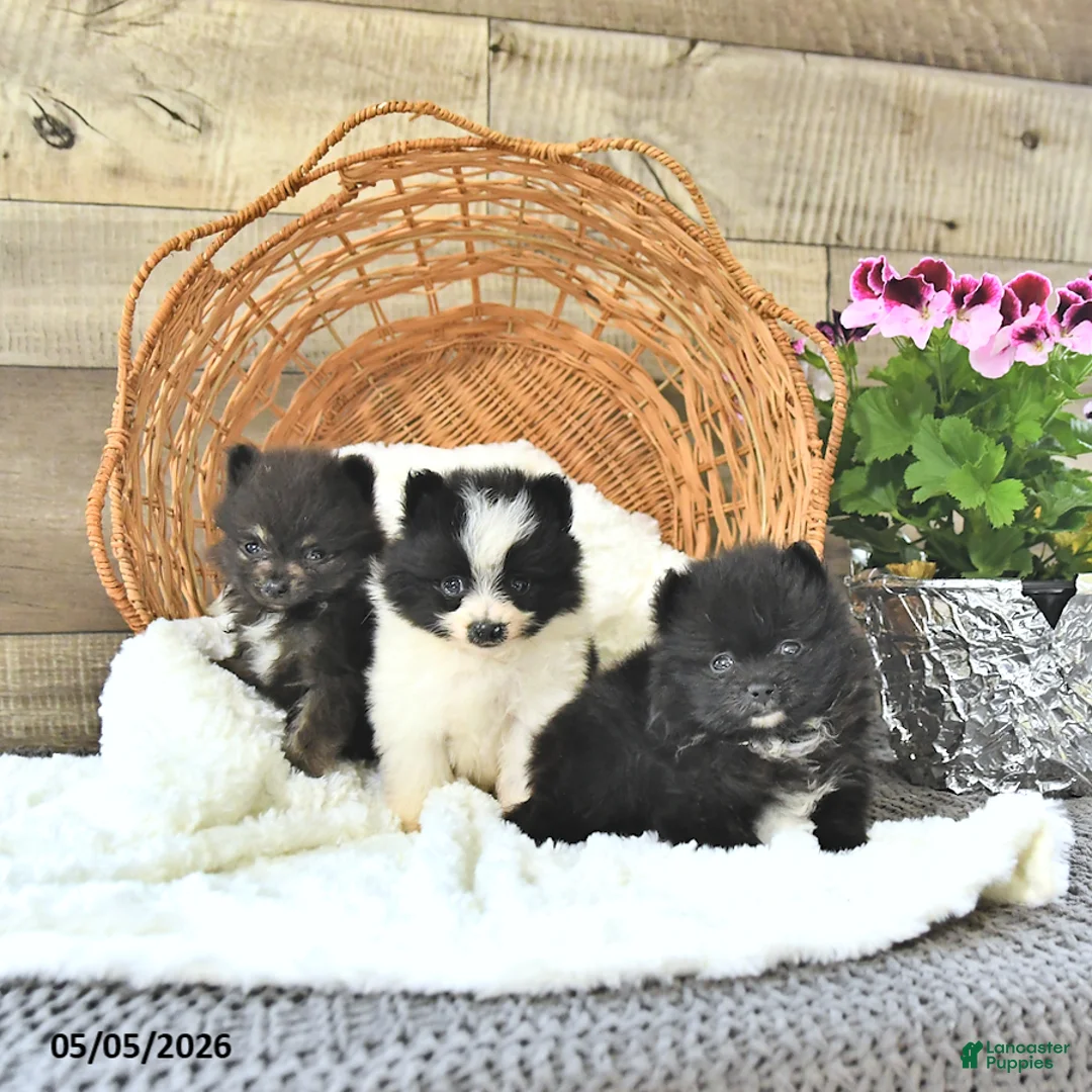 Pomeranian dogs for sale: Anson - Ad 5
