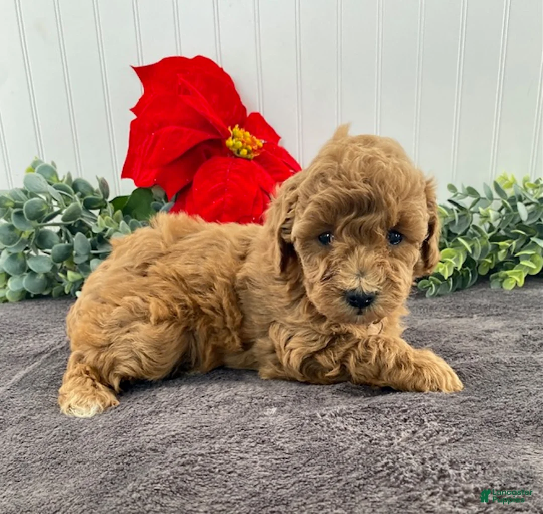Miniature Poodle dogs for sale: Grace - Ad 4