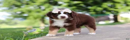 Miniature Australian Shepherd dogs for sale: Sedona - Ad 7