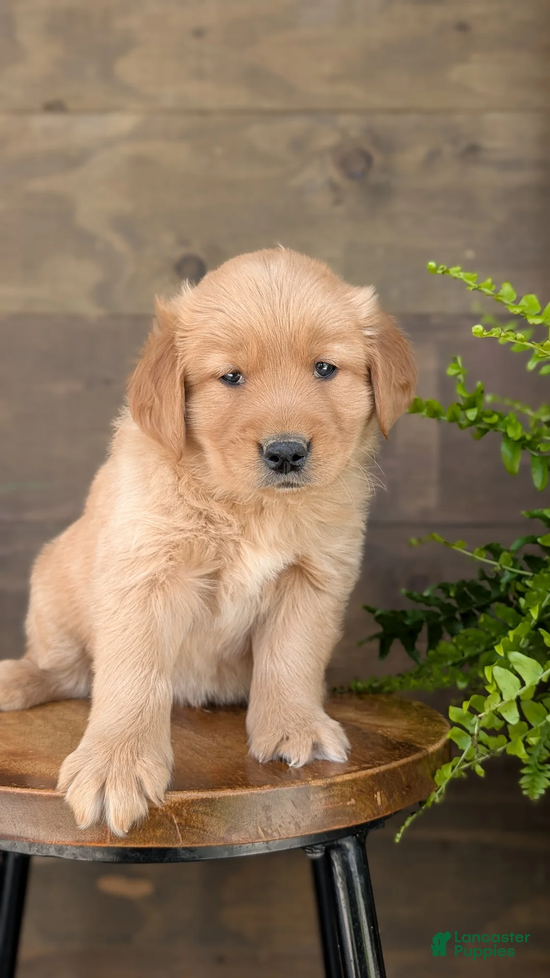 Golden Retriever dogs for sale: Benson - Ad 2