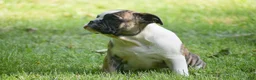 Olde English Bulldogge dogs for sale: Aurora - Ad 6