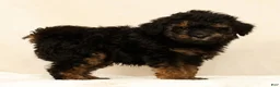 Mini Bernedoodle dogs for sale: Mateo - Ad 9