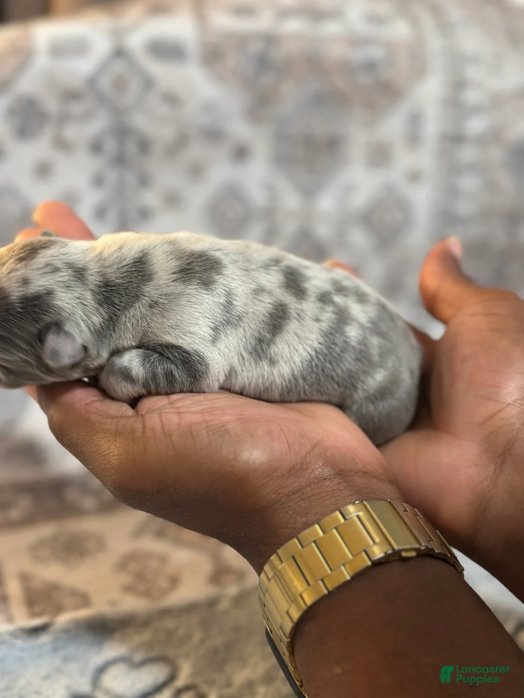 French Bulldog dogs for sale: Miracle - Ad 2