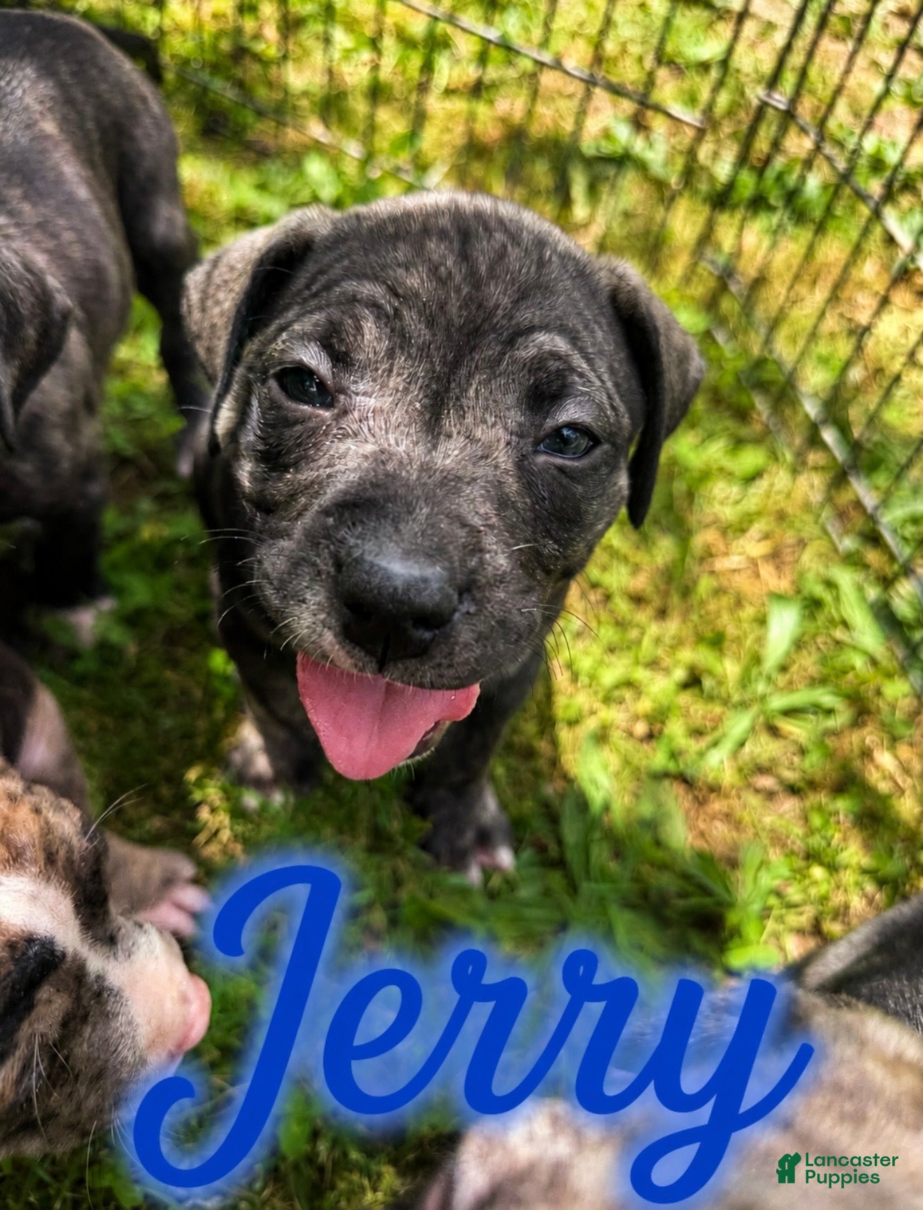 Mixed Breed dogs Mixed Breed Puppy 6 - Ad 26