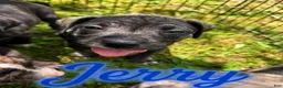 Mixed Breed dogs for sale: Mixed Breed Puppy 6 - Ad 1