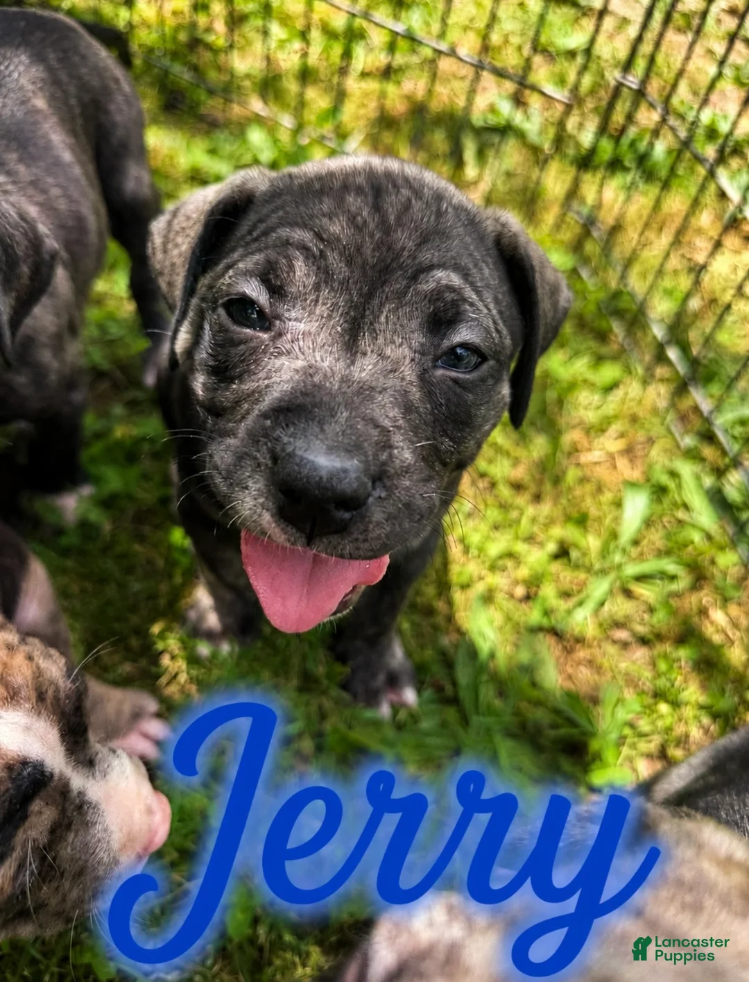 Mixed Breed dogs for sale: Mixed Breed Puppy 6 - Ad 1