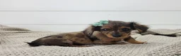 Miniature Dachshund dogs for sale: Oakley - Ad 4