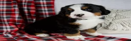 Bernese Mountain Dog dogs for sale: Jesse *Genetic Clear - Ad 2