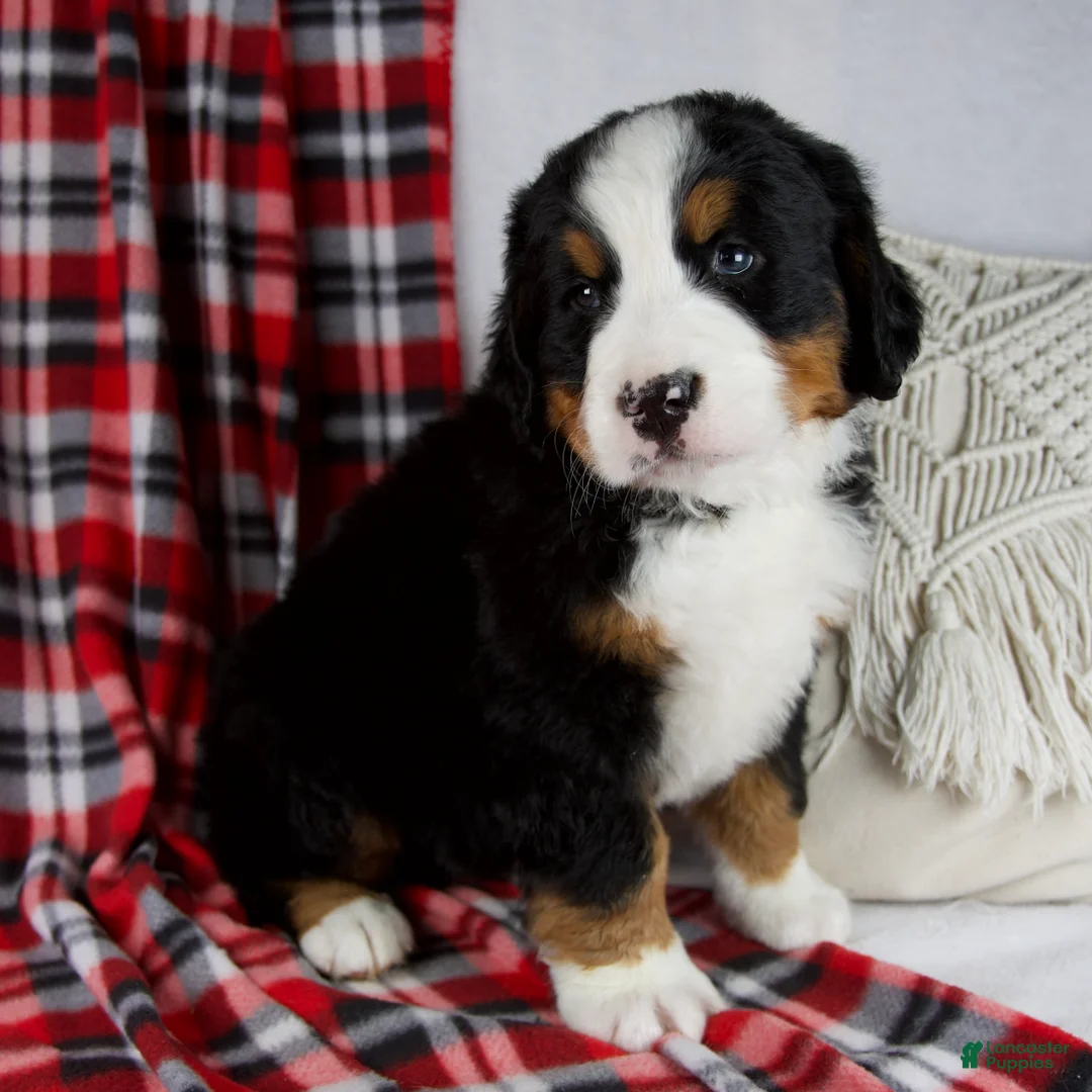 Bernese Mountain Dog dogs for sale: Jesse *Genetic Clear - Ad 2