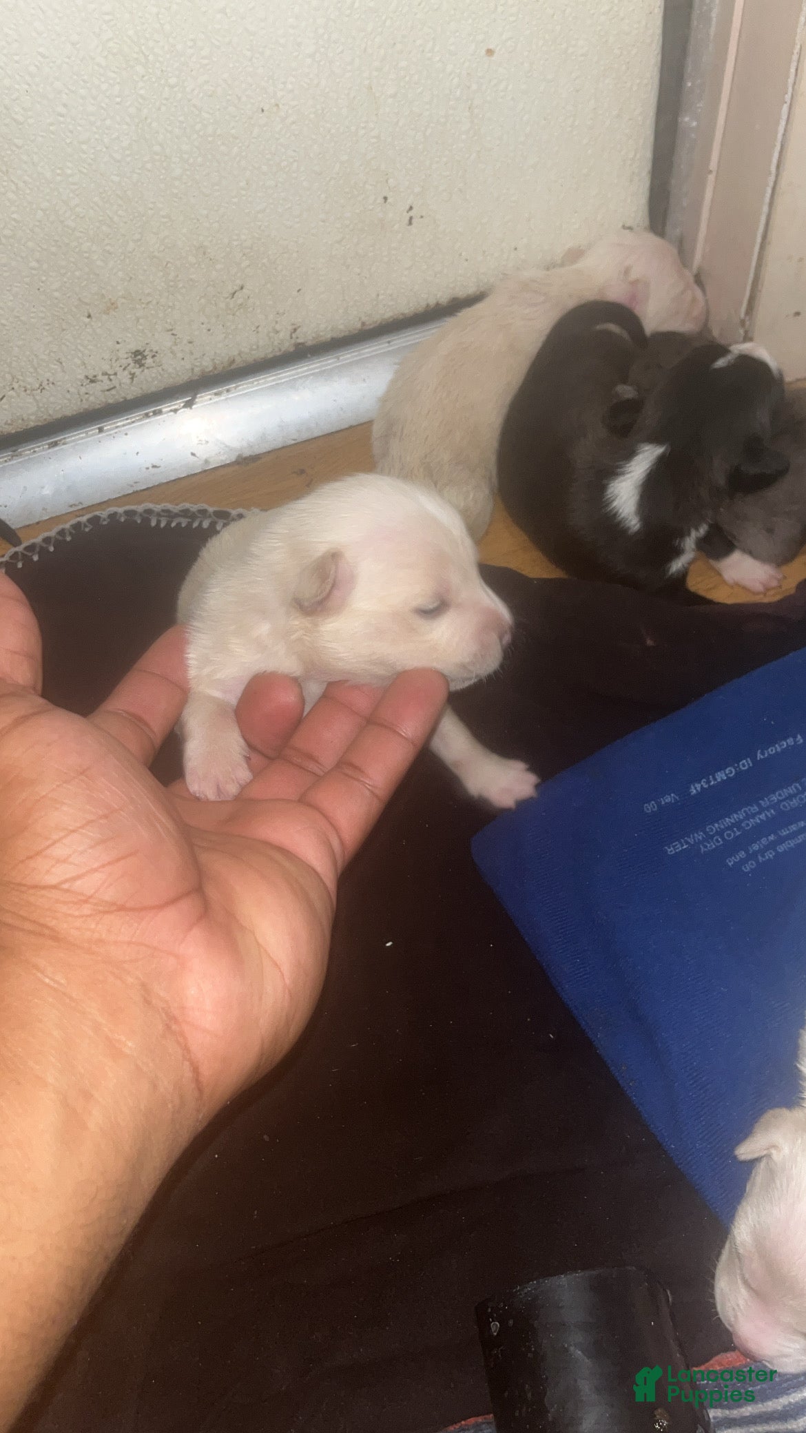 American Pit Bull Terrier dogs American Pit Bull Terrier 10 - Ad 37