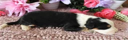 Mini Bernedoodle dogs for sale: #7 Male (Splash's) - Ad 2