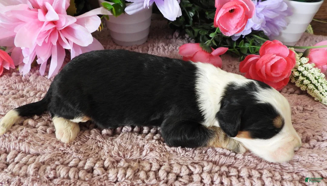 Mini Bernedoodle dogs for sale: #7 Male (Splash's) - Ad 2