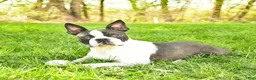 Boston Terrier dogs for sale: Bailey  - Ad 4