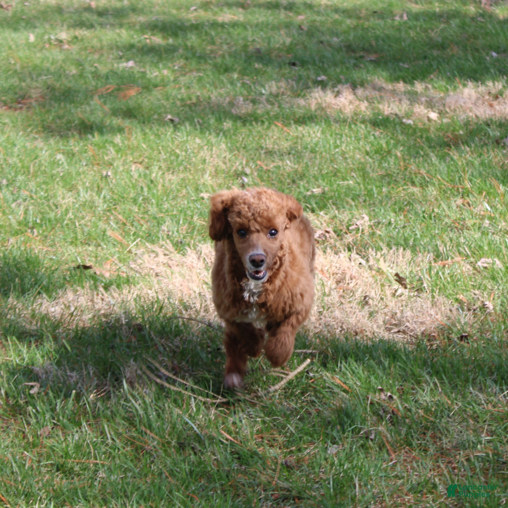 Miniature Poodle dogs Teddy - House and Crate Trained - Ad 2