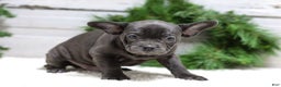 French Bulldog dogs for sale: Cooper - Ad 2