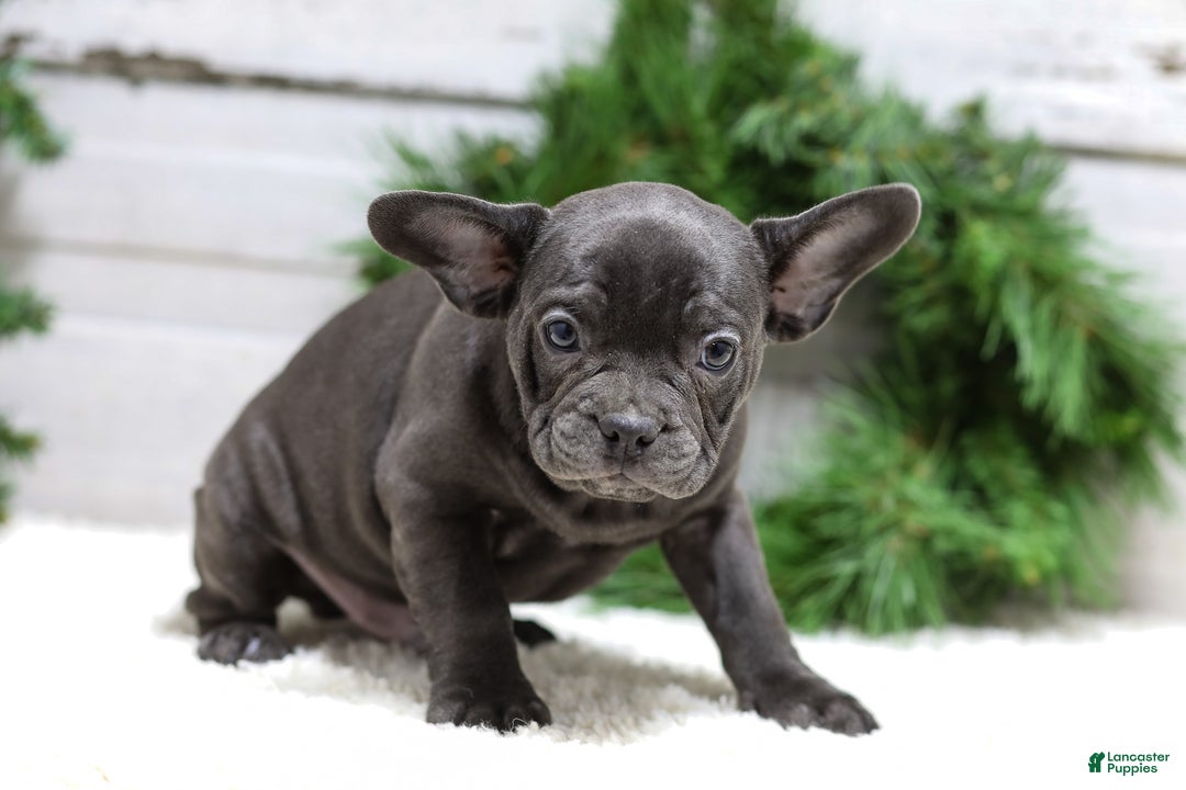 French Bulldog dogs for sale: Cooper - Ad 2