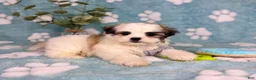 Malshi dogs for sale: Maverick  - Ad 6