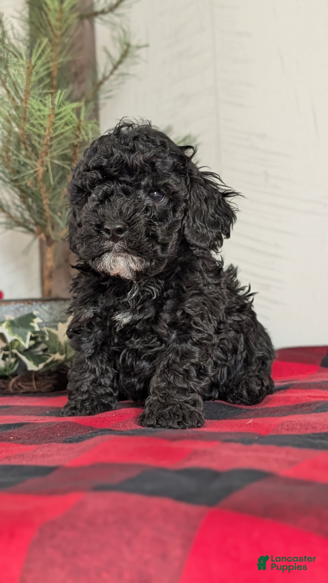 Cockapoo dogs for sale: Shiloh - Ad 2