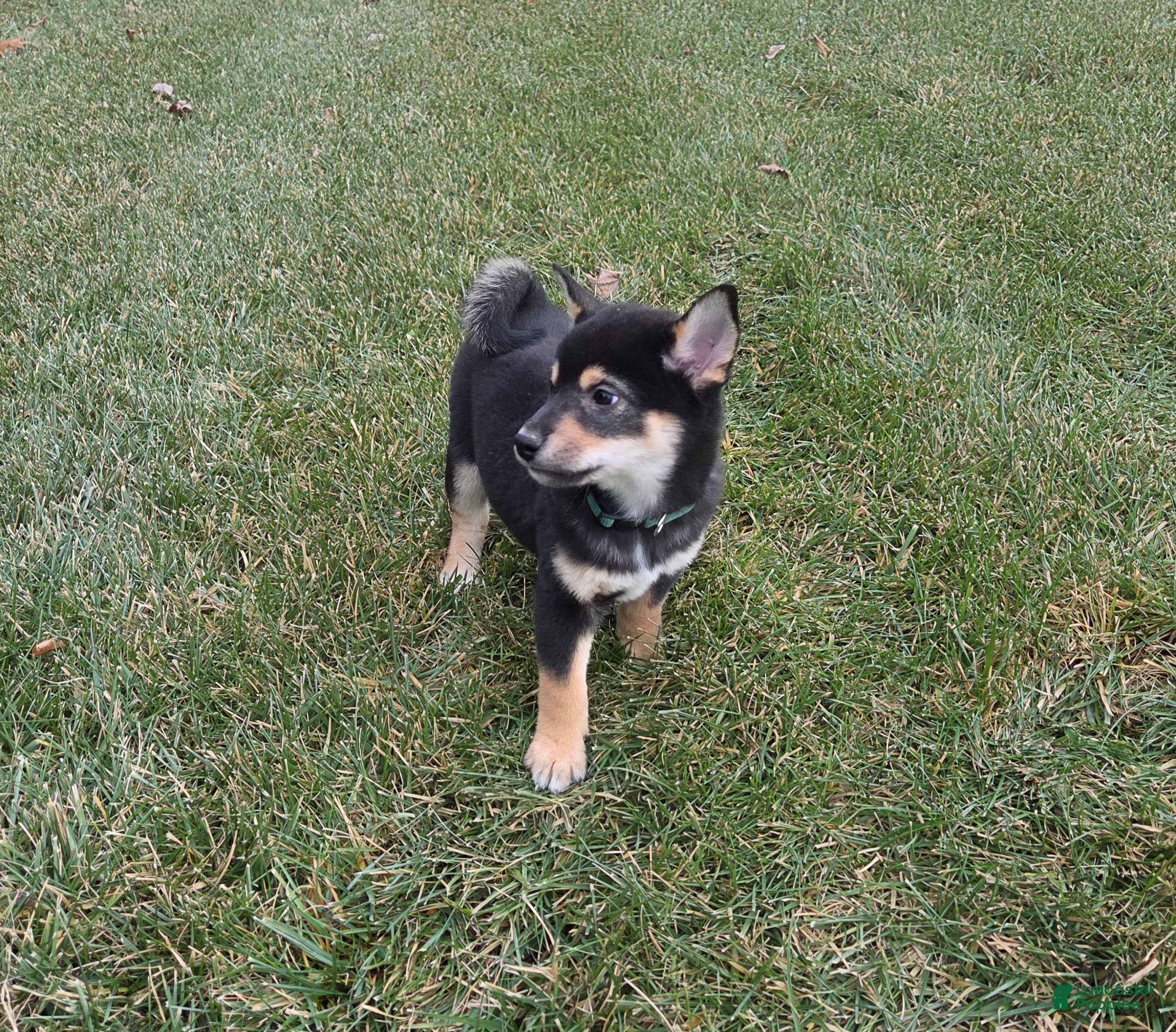 Shiba Inu dogs Major - Ad 2