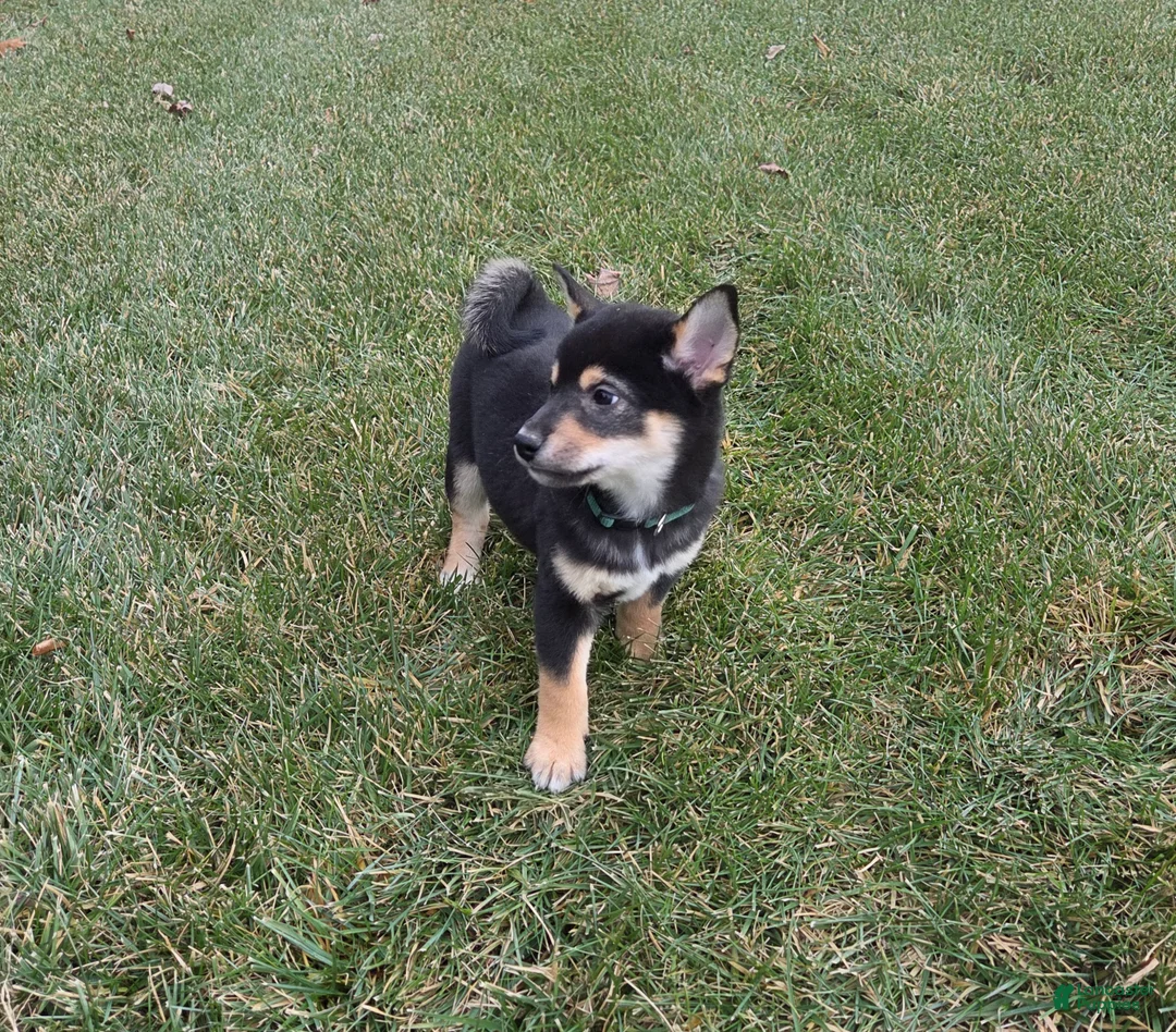 Shiba Inu dogs for sale: Major - Ad 2