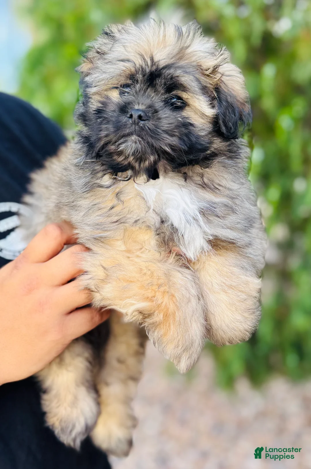 Mixed Breed dogs for sale: Potato - Ad 2