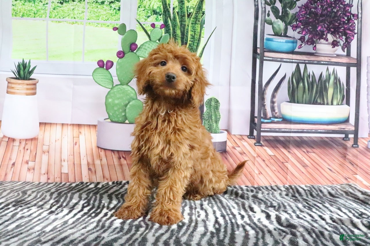 Mini Goldendoodle dogs April - Ad 2