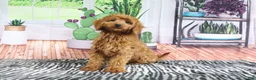 Mini Goldendoodle dogs for sale: April - Ad 2