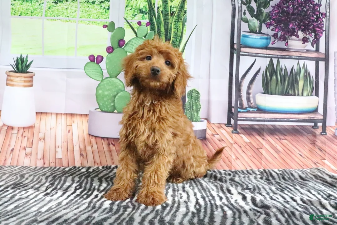 Mini Goldendoodle dogs for sale: April - Ad 2