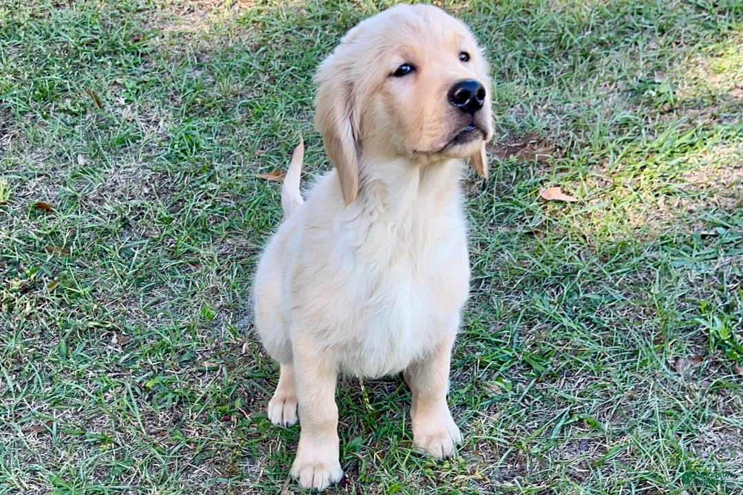 Golden Retriever dogs for sale: Golden Retriever Puppy 1 - Ad 9