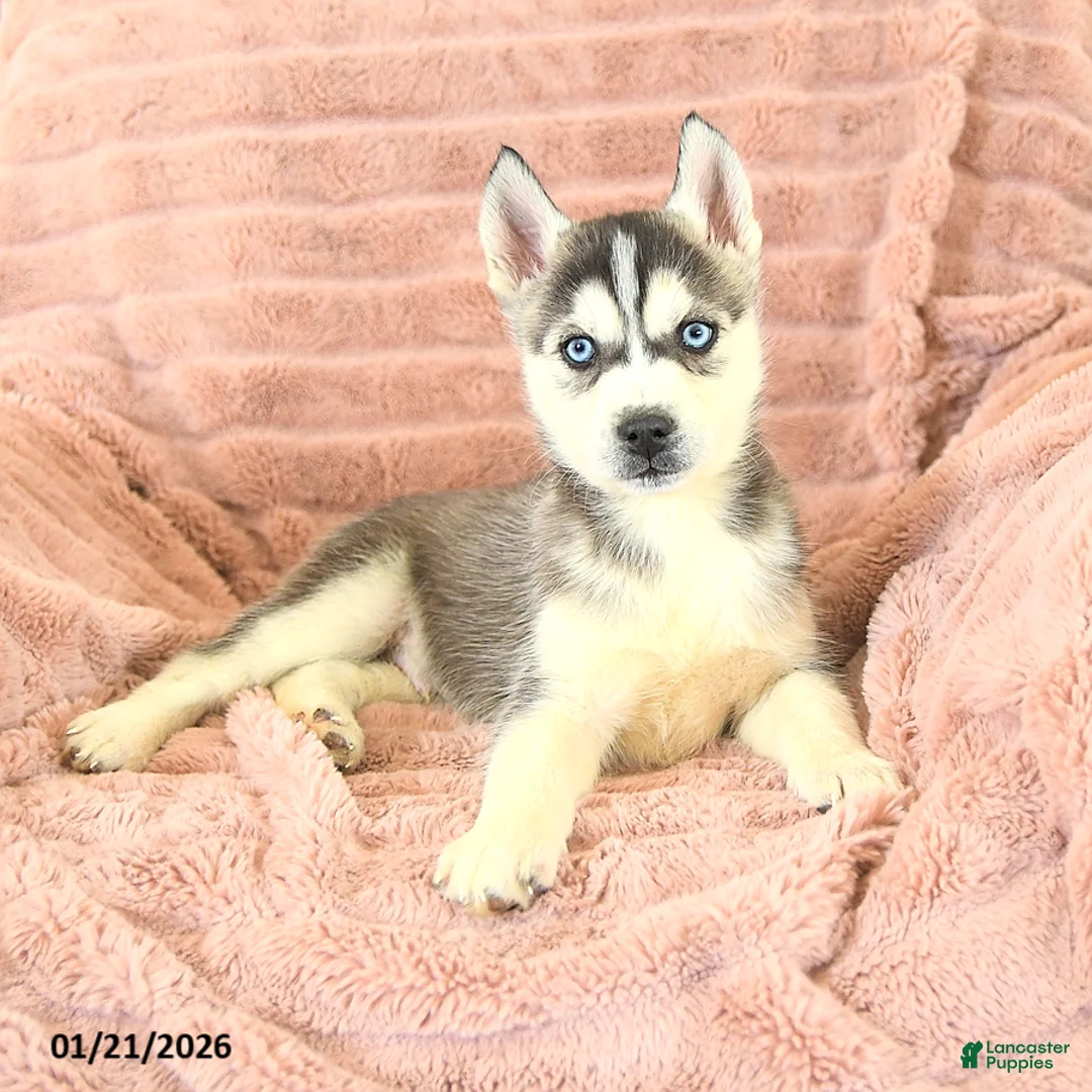 Siberian Husky dogs for sale: Rex - Ad 3